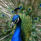 Illustration for article titled Peacocks Reportedly Attacking Luxury Cars as They Battle Their Own Reflections